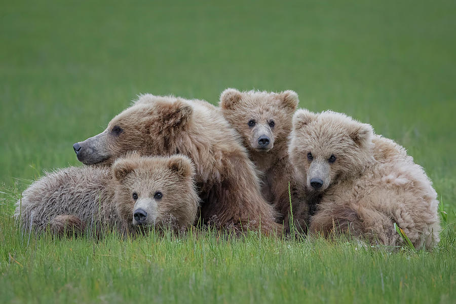 Wildlife Photograph - Bear Huddle by Renee Doyle