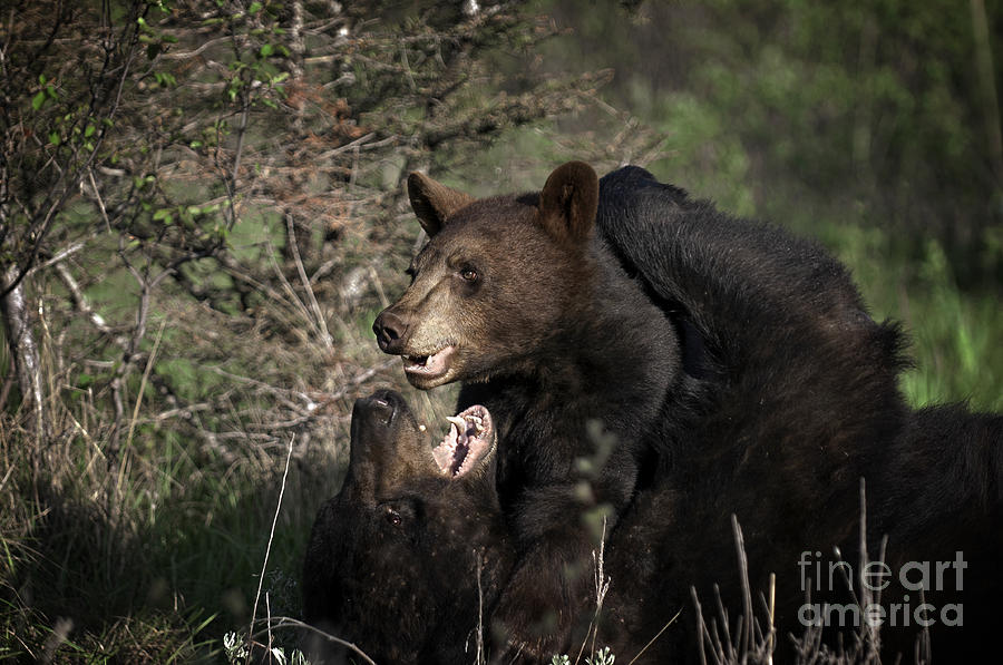 Yellowstone National Park Photograph - Bear Hug by Wildlife Fine Art