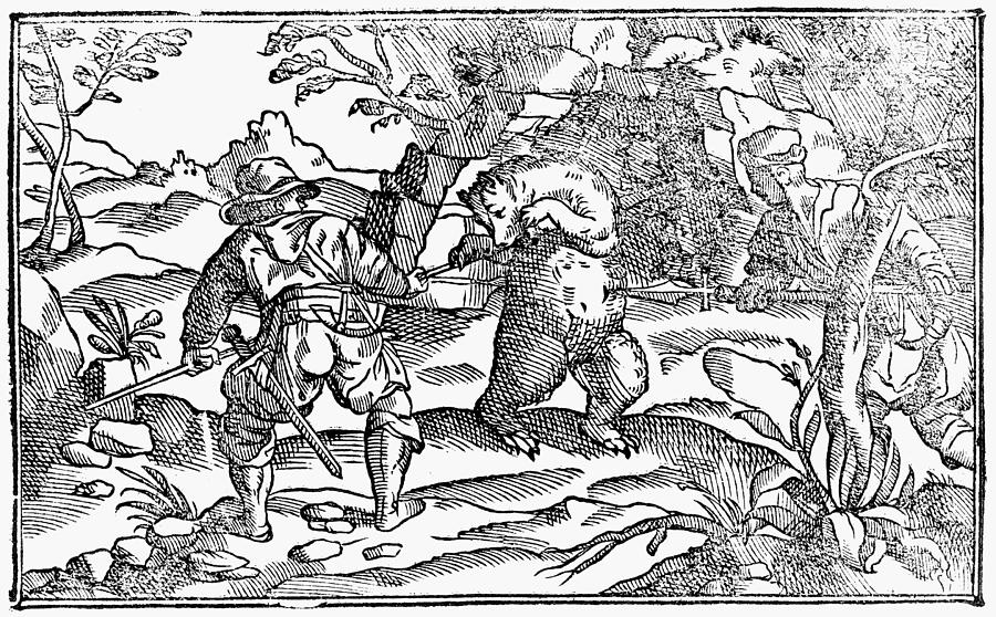 Bear Drawing - Bear Hunting, 1582 by Granger