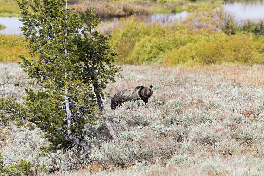 Bear In A Forest, Grand Teton National Photograph by Panoramic Images