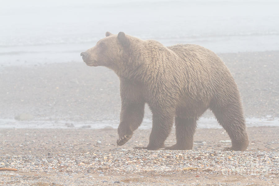 Bear in Fog Photograph by Chris Scroggins