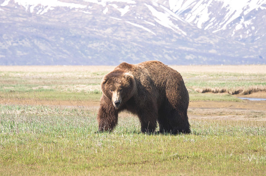 Bear in Hallo Bay in Katmai National Park Alaska Photograph by Natasha Bishop