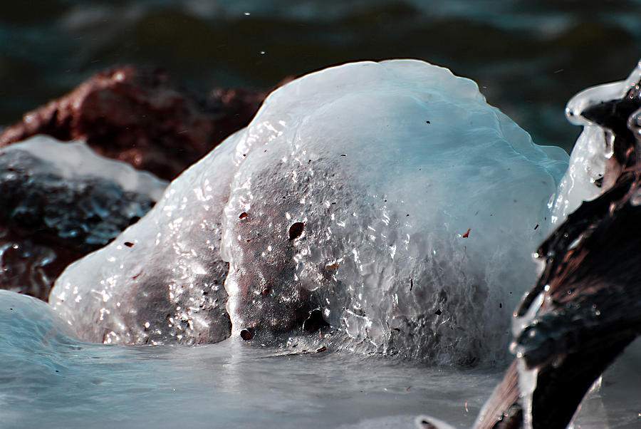 Bear In Ice Photograph by Linda Cox