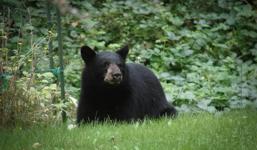 Bear in Our Yard Photograph by Ronda Broatch