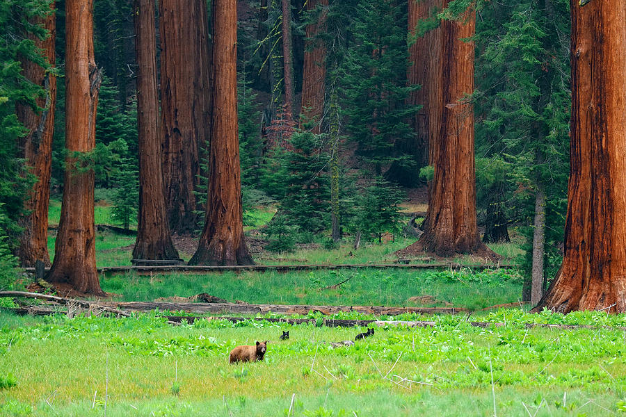 Bear in Sequoia National Park Photograph by Songquan Deng