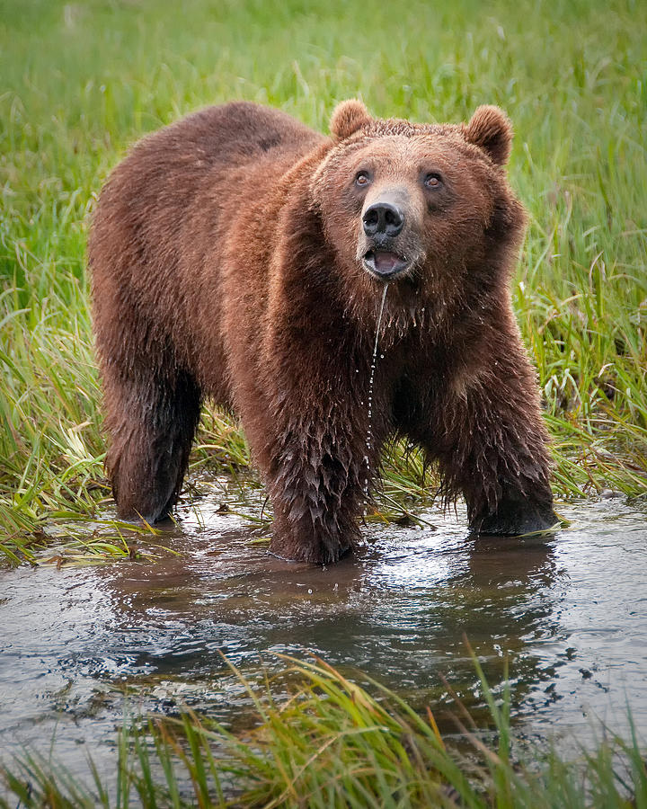 Bear in Stream Photograph by Nelson Rodriguez - Pixels