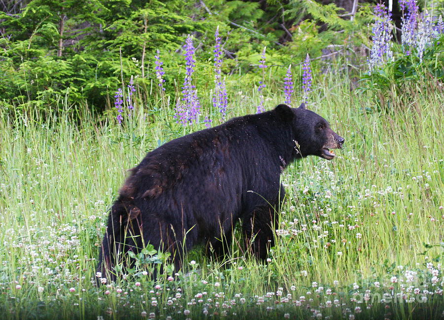 real flower bears