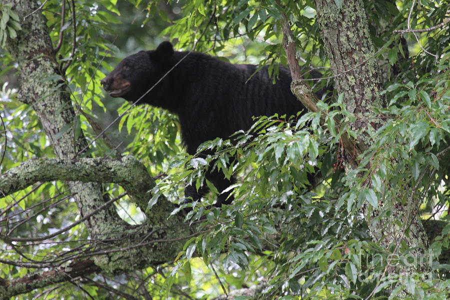 Bear In The Trees Photograph by Dwight Cook