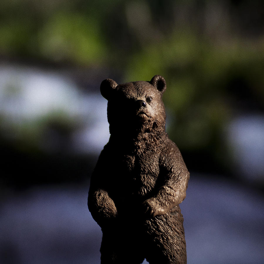 Bear In The Woods Photograph by Bradley R Youngberg