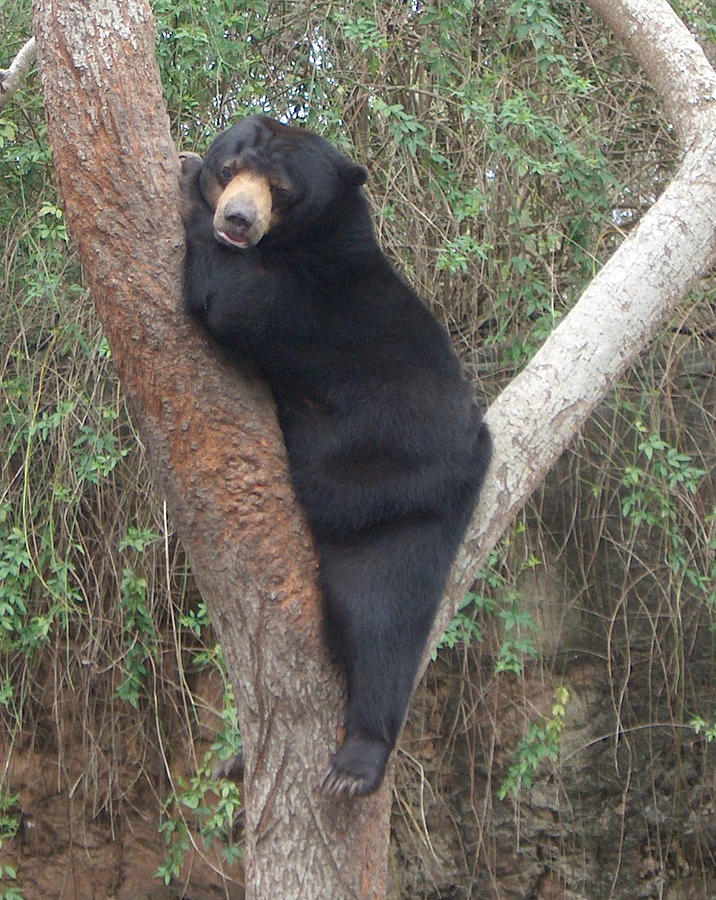 Bear In Tree   Photograph by Bertie Edwards