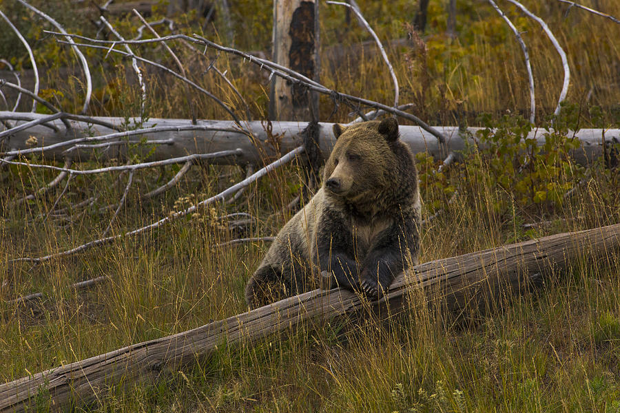 Bear Photograph by Jeff Shumaker