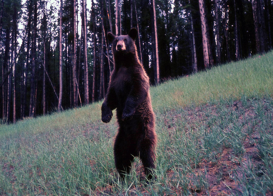 Bear Photograph by John Mathews