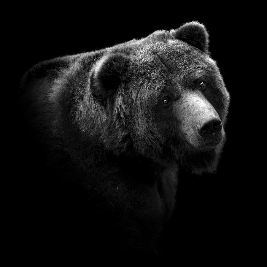 Animal Photograph - Portrait of Bear in black and white by Lukas Holas