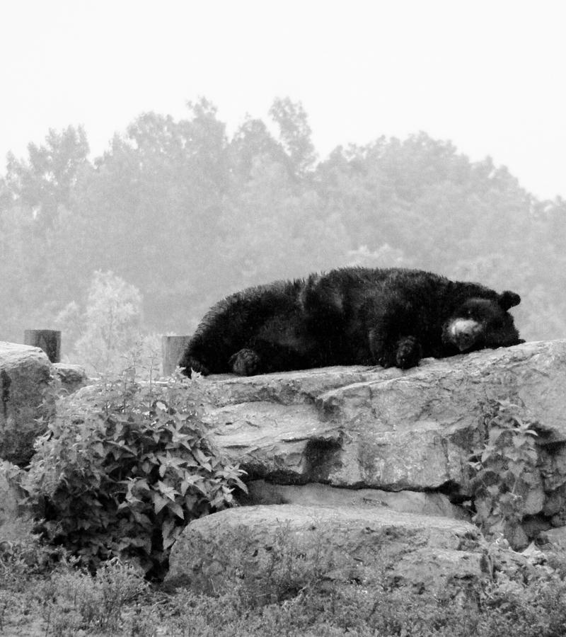 Bear nap Photograph by Meagan  Visser