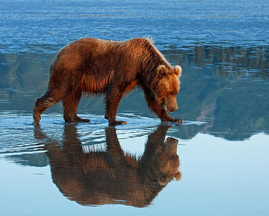 Bear of a Reflection 8x10 Photograph by Shari Sommerfeld