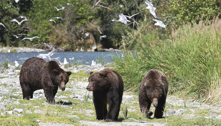 Bear Patrol Photograph by Donna Quante