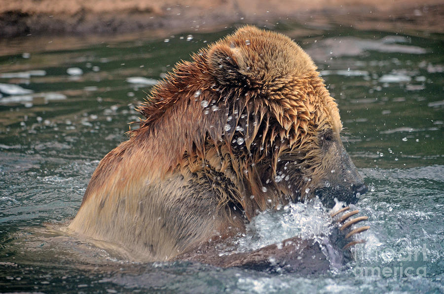 Bear Photograph - Bear Playing in the Water by Jim Fitzpatrick