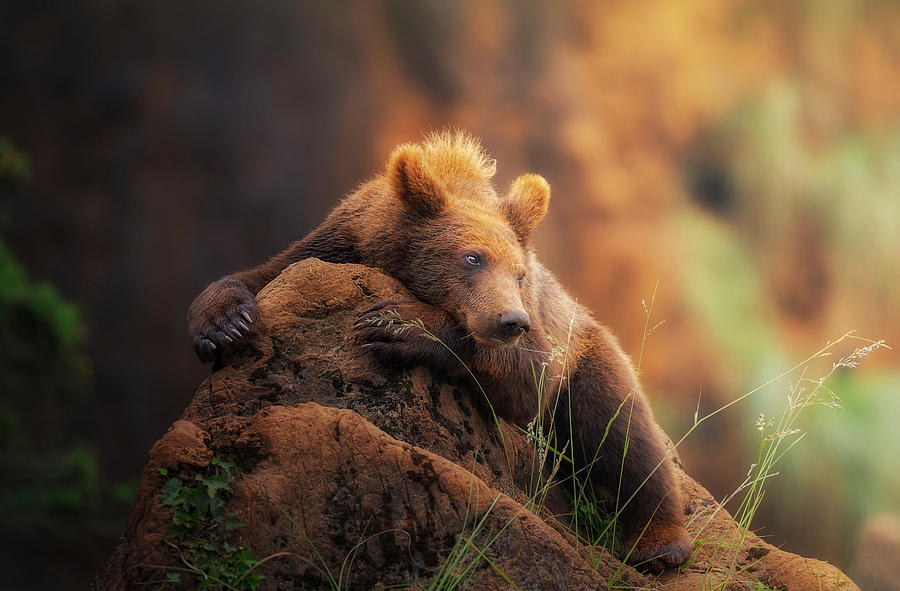 Bear Portrait Photograph by Sergio Saavedra Ruiz