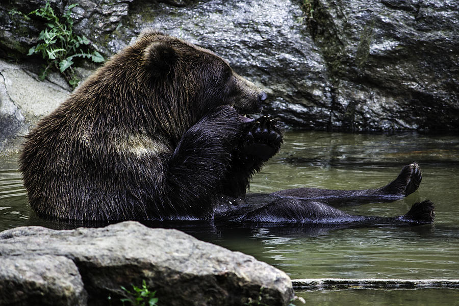 Bear Sitting In Water Photograph By Georgina Gomez - Fine Art America