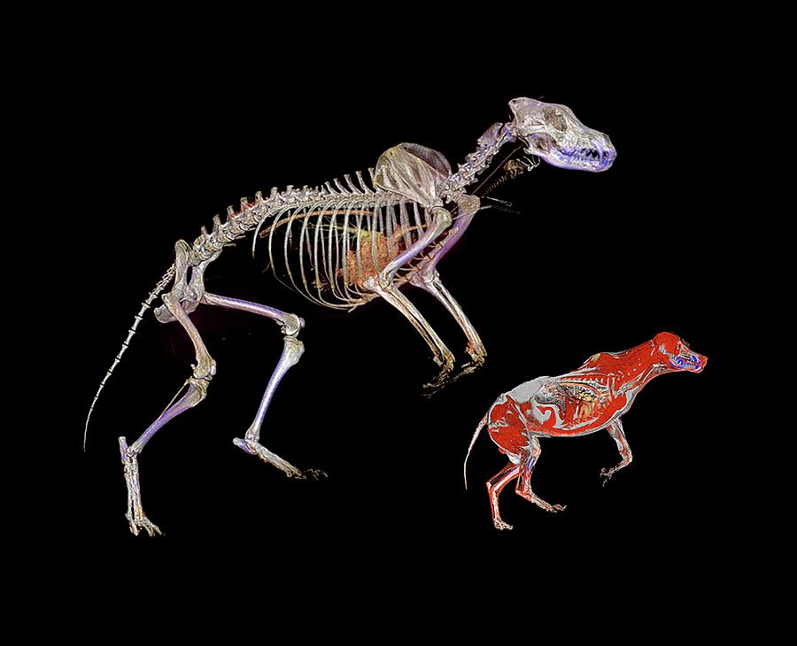 Nature Photograph - Bear Skeleton And Wolf by Anders Persson, Cmiv