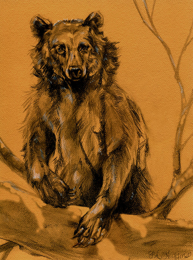 Bear Drawing - Bear Sketch by Derrick Higgins Bear Drawing - Bear Sketch by Derrick Higgins