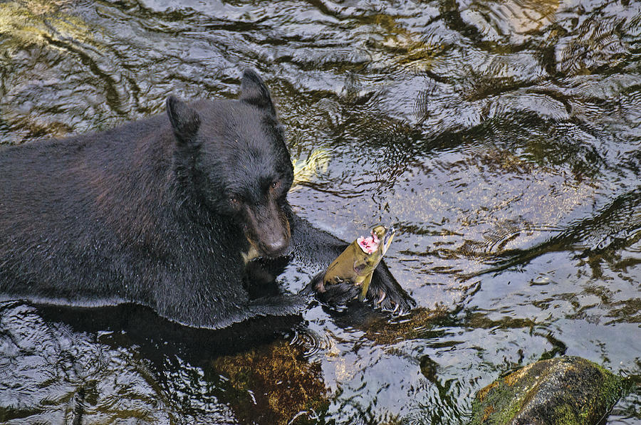 Bear Snack Photograph by Betty Eich