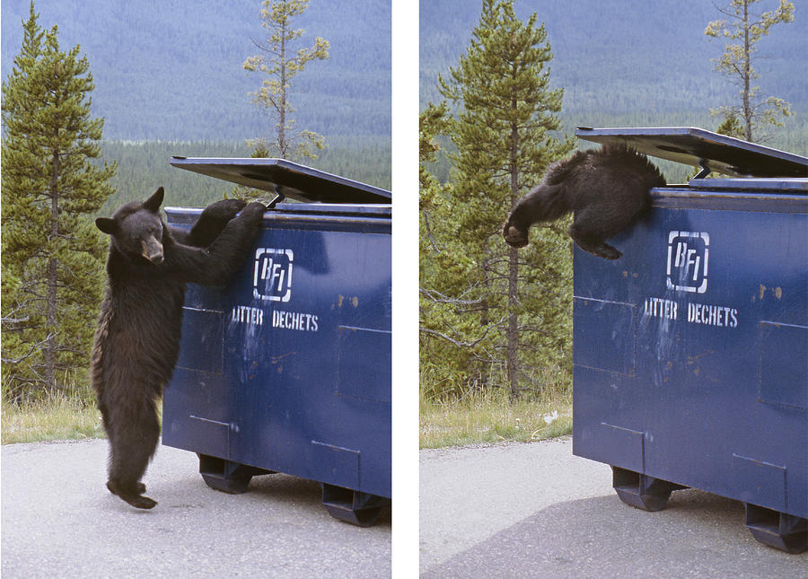 MA-257 and MA-264-Bear Stealing Garbage Photograph by Ed  Cooper Photography