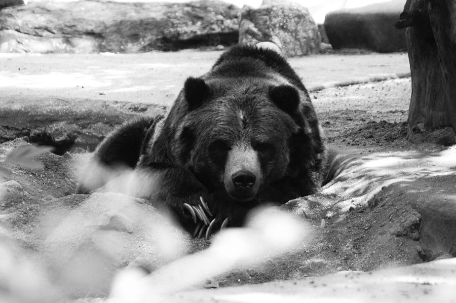 Bear Photograph