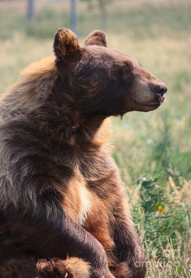 Bear Up Photograph by Veronica Batterson