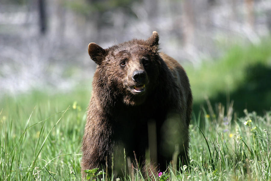 Bear Walk 2 Photograph by Randy Stephens - Fine Art America