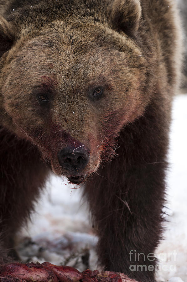 Bear-animals-image Photograph
