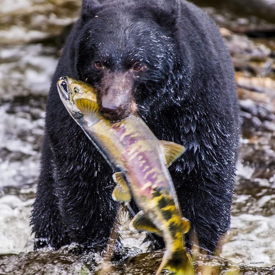 Bear with Chum Salmon Photograph by Jim Lucas