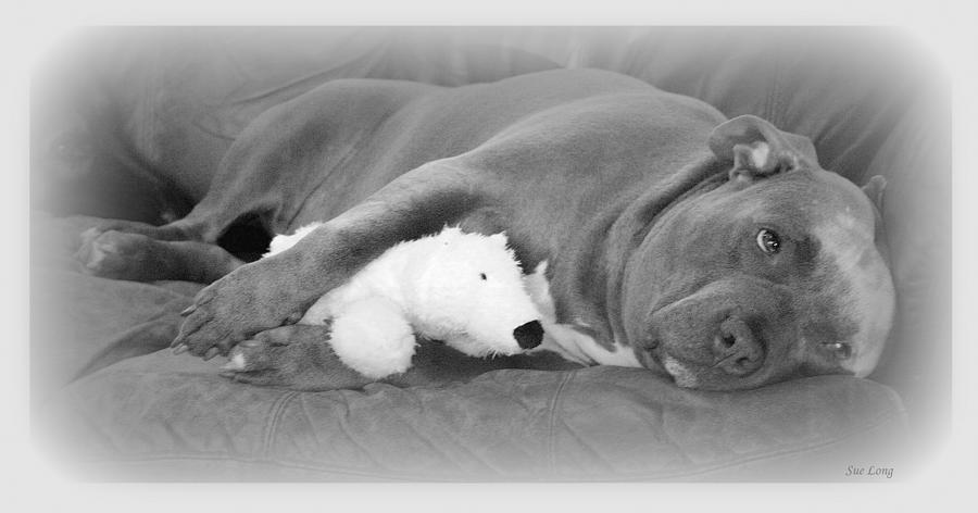 Pitbull Photograph - Bear With Me by Sue Long