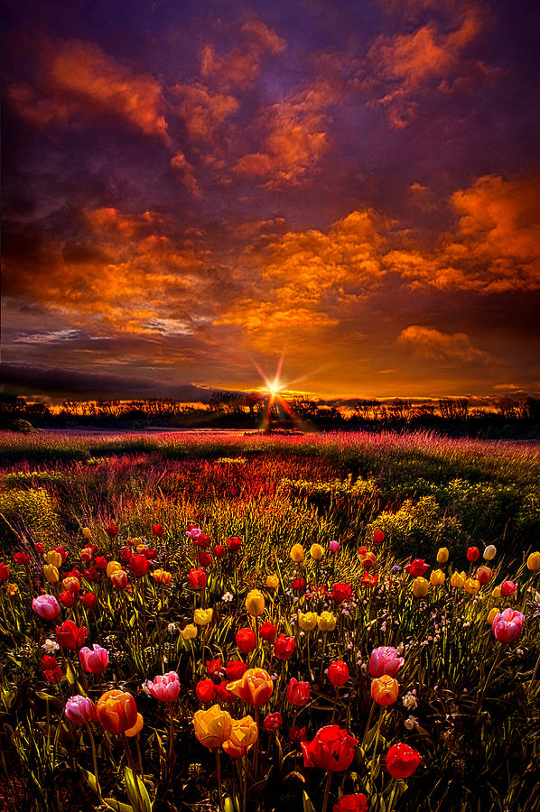 Bear Witness to the Light Photograph by Phil Koch