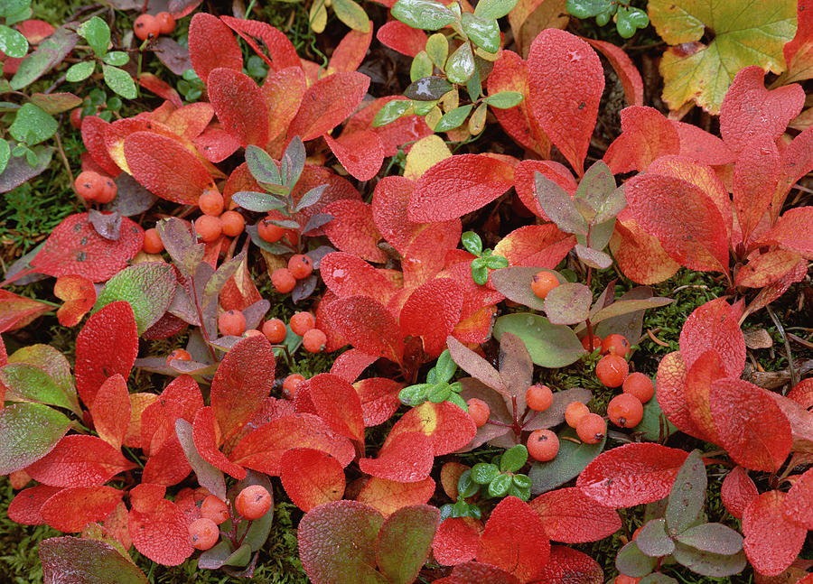 Bearberry In Autumn Yukon Canada Photograph by Tim Fitzharris