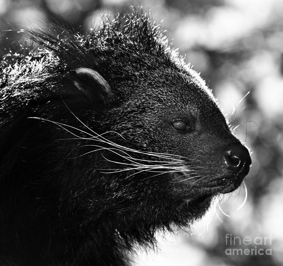 Bearcat or Binturong Photograph by Mindy Bench