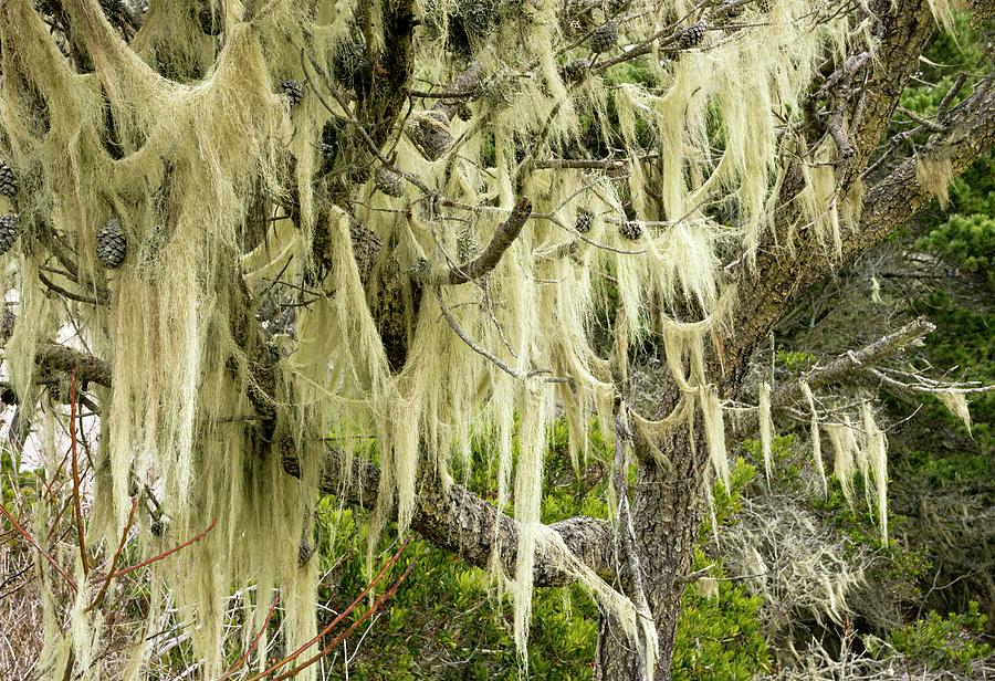 Nature Photograph - Beard Lichen Growing On Shore Pine by Bob Gibbons