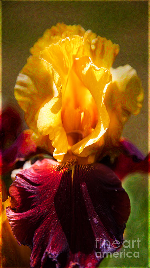 Bearded Beauty Golden Iris Garden Art by Omaste Witkowski Photograph by Omaste Witkowski