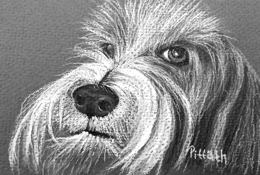 Bearded Collie Drawing by Patricia Piffath