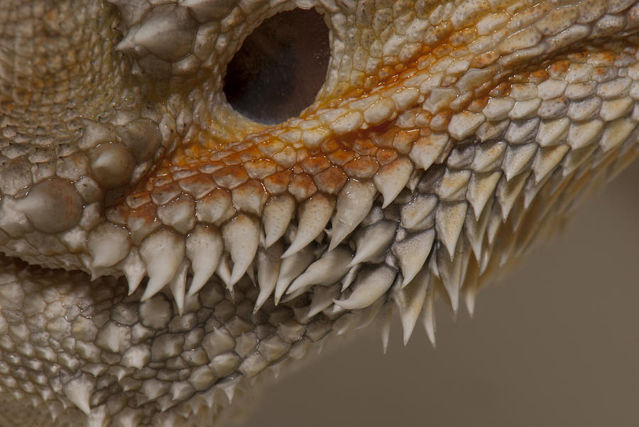 Bearded Dragon Ear Detail Photograph By Clifford Pugliese