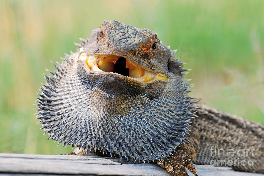 Bearded dragon in defense mode Photograph by Christopher Edmunds Fine