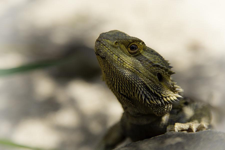 Bearded dragon on rock Photograph by Wild Artistic - Fine Art America