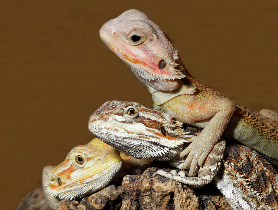 Bearded Dragons Photograph by Nigel Downer