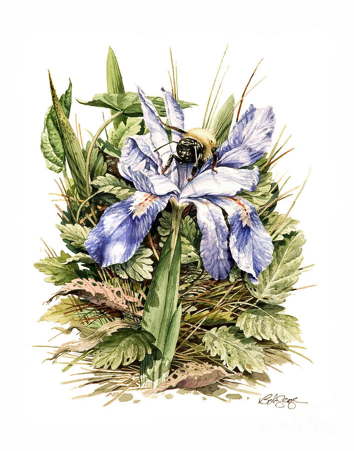 Bearded Dwarf Iris Painting by Bob  George