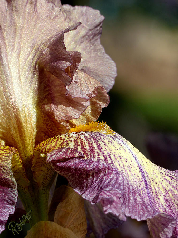 Bearded Iris #1 Photograph by Ann Ranlett