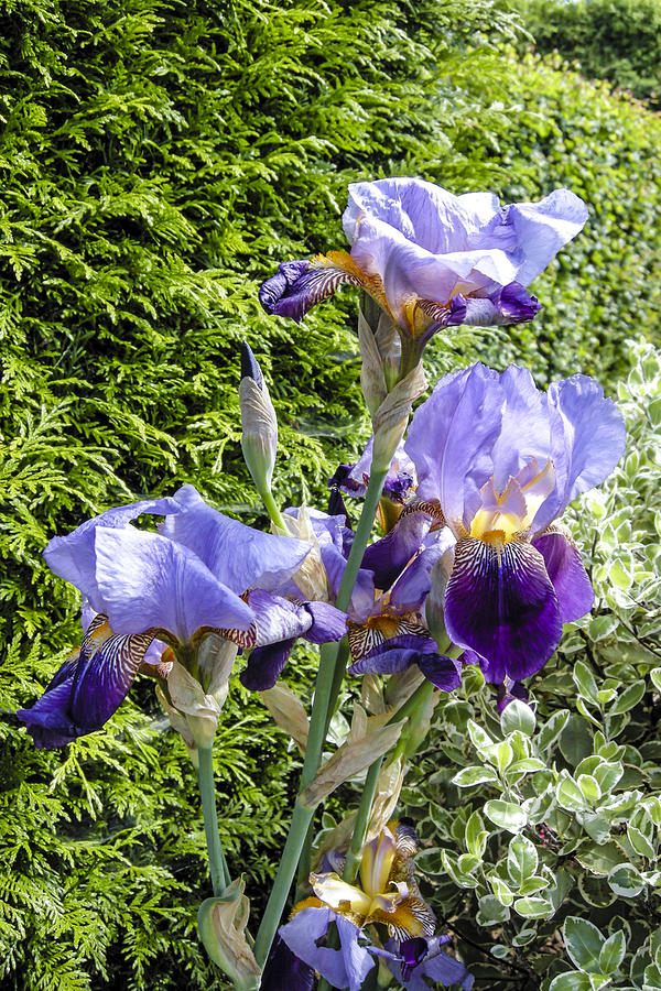 Bearded Iris Photograph by Chris Smith
