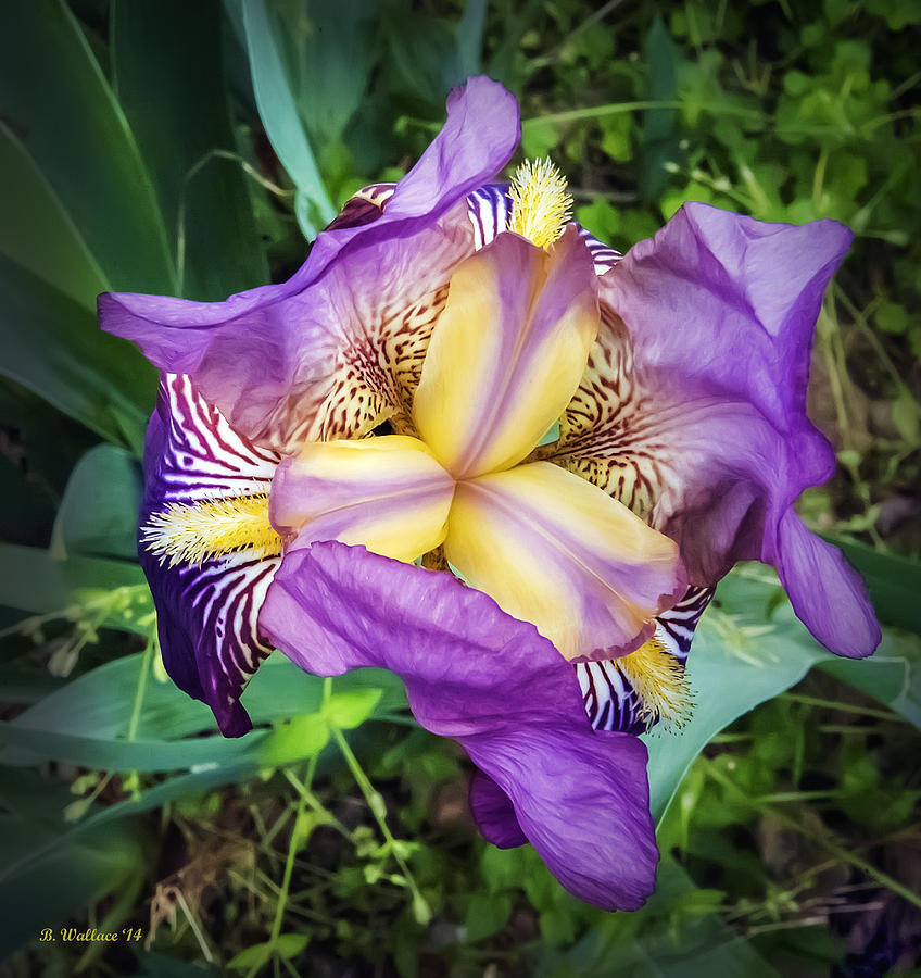 Iris Photograph - Bearded Iris Cultivar by Brian Wallace