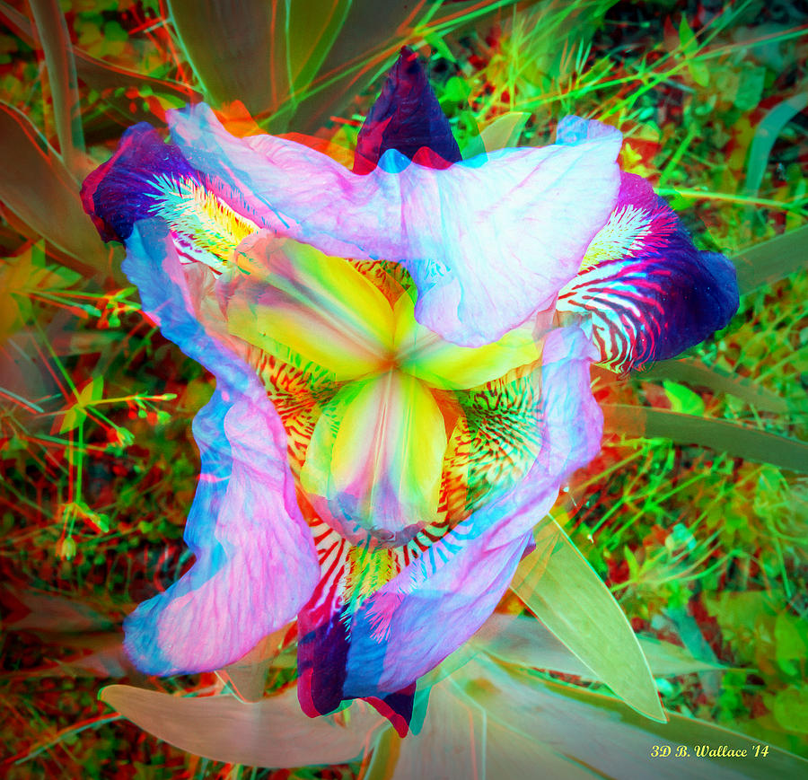 Bearded Iris Cultivar - Use Red-Cyan 3D Glasses Photograph by Brian Wallace