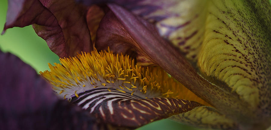 Bearded Iris Detail Photograph by Ronda Broatch