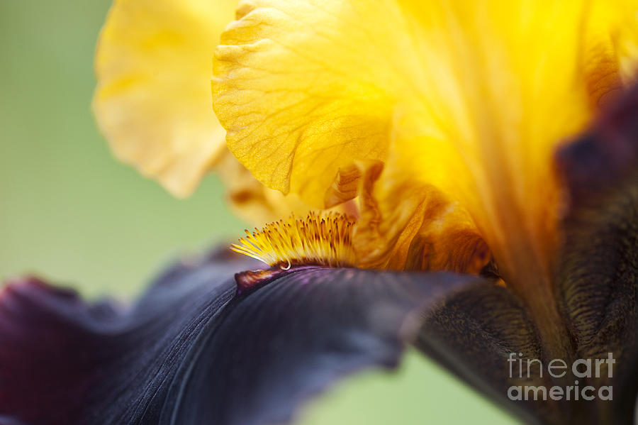 Abstract Photograph - Bearded Iris Dwight Enys Abstract by Tim Gainey